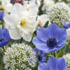 Blumenzwiebel-Set „Sonnengarten" – Sommerblüher für sonnige Lagen