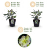 Lenzrose ‚Silver Dollar' – Helleborus sternii – Ansicht 9