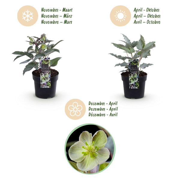 Lenzrose ‚Silver Dollar' – Helleborus sternii – Ansicht 9