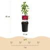 Kletterrose ‚Paul's Scarlet Climber' – Rosa – Ansicht 3