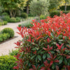 Glanzmispel ‚Carre Rouge' – Photinia × fraseri – Ansicht 5