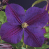 Waldrebe ‚Star of India' – Clematis – Ansicht 5