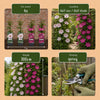Clematis-Set „Duo Pink & White“ – Waldreben in Rosa und Weiß – Ansicht 5