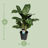 Kolbenfaden ‚Greenlight' – Aglaonema – Ansicht 4