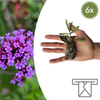 Eisenkraut – Verbena
