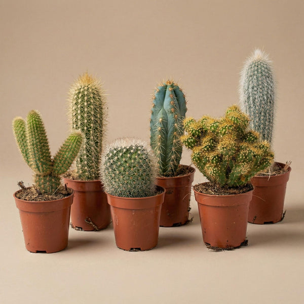 Kakteen-Set „Barcelona“ – 6 Kakteen in Mini-Keramiktöpfen – Ansicht 3