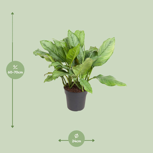 Kolbenfaden ‚B.J. Freeman' – Aglaonema – Ansicht 2