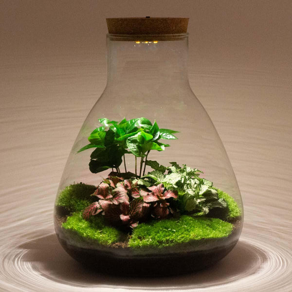 Flaschengarten-Set „Sam" – DIY-Terrarium mit Lampe und Kaffeepflanze – Ansicht 4