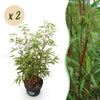 Schirmbambus ‚Asian Wonder' – Fargesia scabrida