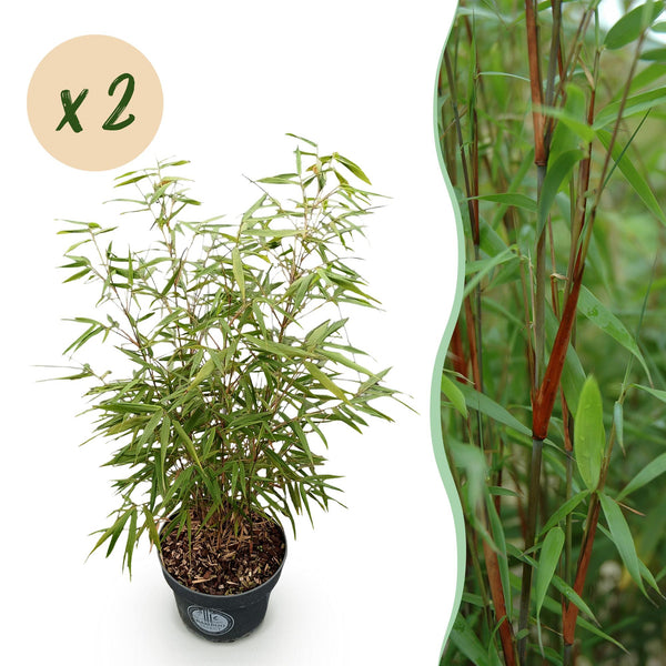 Schirmbambus ‚Asian Wonder' – Fargesia scabrida