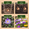 Krokus-Mischung – Crocus – Ansicht 4
