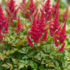 Prachtspiere ‚Fanal' – Astilbe arendsii – Ansicht 5