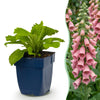 Fingerhut – Digitalis × mertonensis