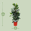 Ficus cyathistipula – Ansicht 2