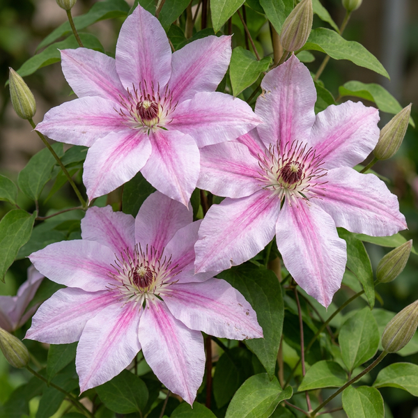 Waldrebe ‚Nelly Moser' – Clematis – Ansicht 3