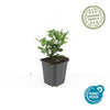 Ageratum-Aster ‚Stardust' – Aster ageratoides – Ansicht 2