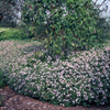 Aster – Ansicht 7