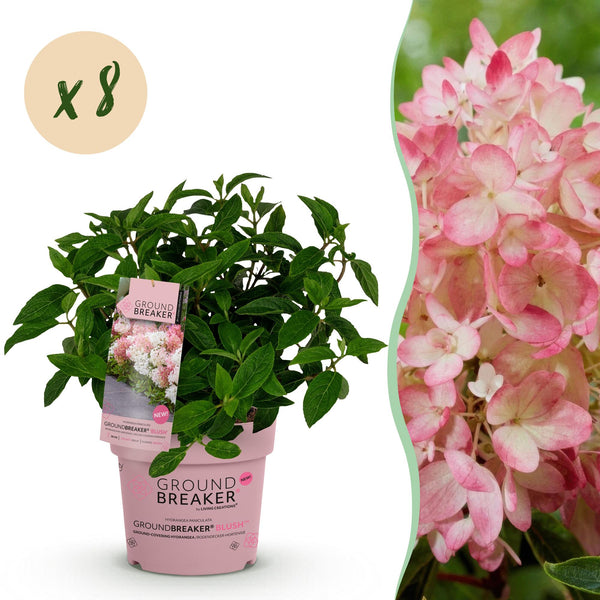 Rispenhortensie ‚Groundbreaker Blush' – Hydrangea paniculata