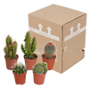 Kakteenmischung 5,5 cm - 5x - zonder pot
