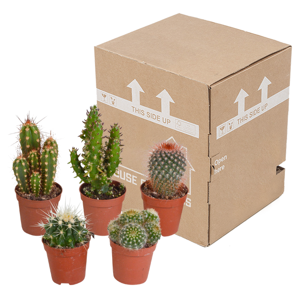 Kakteenmischung 5,5 cm - 5x - zonder pot