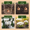 Krokus – Crocus vernus – Ansicht 4
