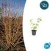 Roter Hartriegel ‚Anny's Winter Orange' – Cornus sanguinea
