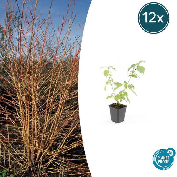 Roter Hartriegel ‚Anny's Winter Orange' – Cornus sanguinea