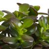 Sukkulenten-Set „Crassula-Mix“ – 3 Dickblatt-Pflanzen – Ansicht 4
