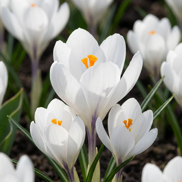 Krokus ‚White' – Crocus