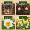 Narzissen-Mischung – Narcissus – Ansicht 4