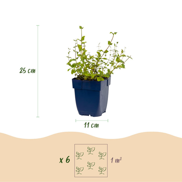 Katzenminze ‚Grog' – Nepeta racemosa – Ansicht 4