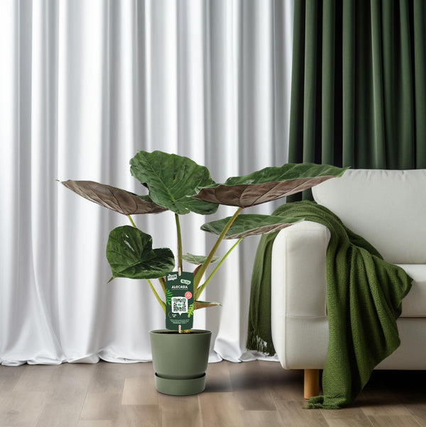 Alocasia wentii – Ansicht 6