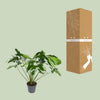 Baumfreund ‚Green Wonder' – Philodendron – Ansicht 3