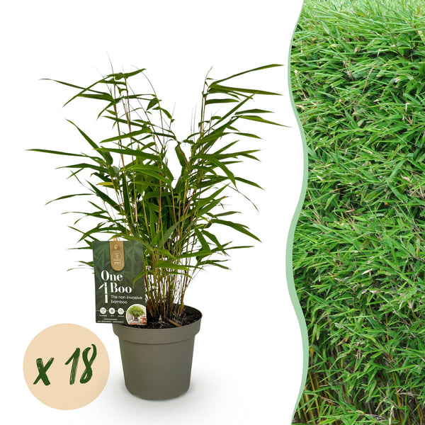 Schirmbambus – Fargesia rufa