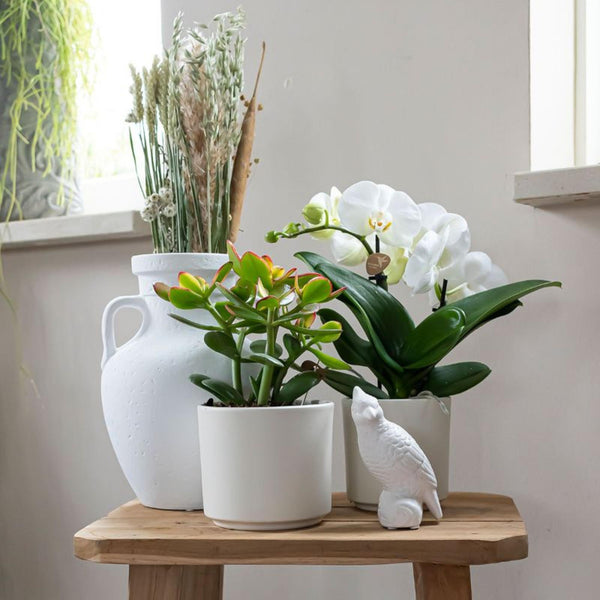 Geldbaum – Crassula ovata – Ansicht 6