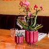 Orchidee ‚Congo' – Phalaenopsis – Ansicht 2