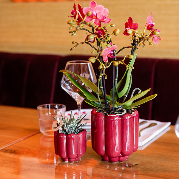 Orchidee ‚Congo' – Phalaenopsis – Ansicht 2