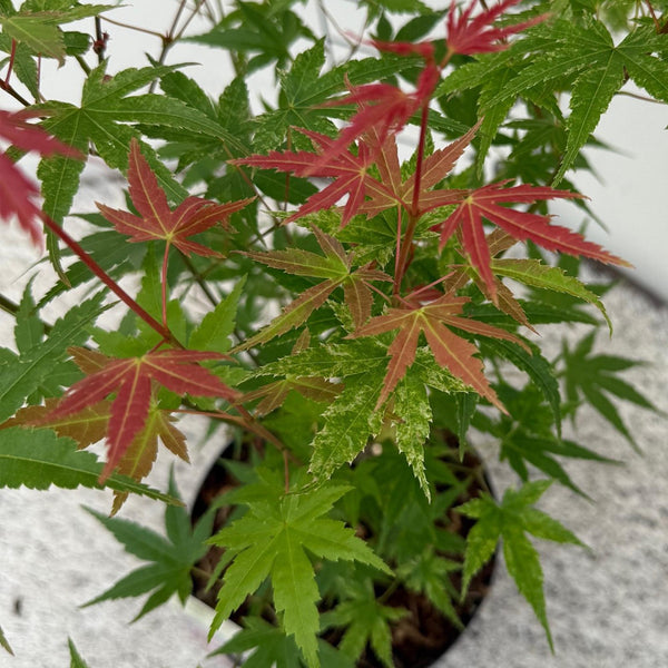 Fächerahorn ‚Phoenix' – Acer palmatum – Ansicht 4