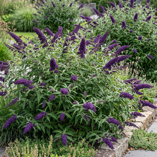 Schmetterlingsstrauch ‚Black Night' – Buddleja davidii