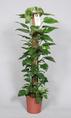 Efeutute – Epipremnum pinnatum