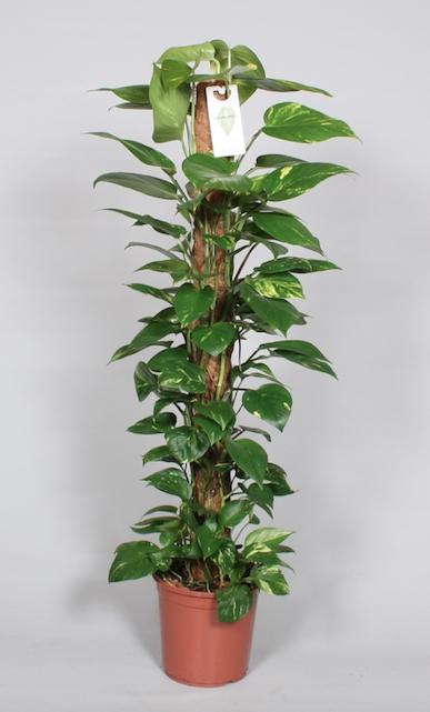 Efeutute – Epipremnum pinnatum