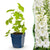 Rittersporn ‚Galahad' – Delphinium x cultorum – 1 Stück