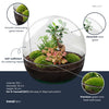 Flaschengarten-Set „Dome XL" – DIY-Terrarium mit Ficus-Ginseng-Bonsai – Ansicht 3