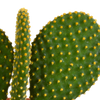 Kakteen-Set „Kakteenmischung“ – 3 Kakteen – Ansicht 5