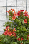 Trompetenblume ‚Summer Jazz Fire Trumpet' – Campsis radicans – Ansicht 4