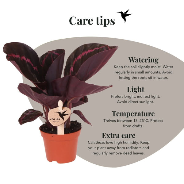 Calathea roseopicta ‚Dottie' – Ansicht 4