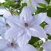 Waldrebe ‚Double Up Barnadine + Masa' – Clematis – Ansicht 3