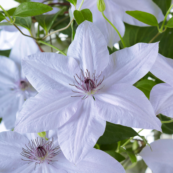 Waldrebe ‚Double Up Barnadine + Masa' – Clematis – Ansicht 3