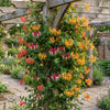 Geißblatt-Set „Tricolour“ – 3 Lonicera-Sorten – Ansicht 4