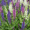 Salbei – Salvia – Ansicht 5